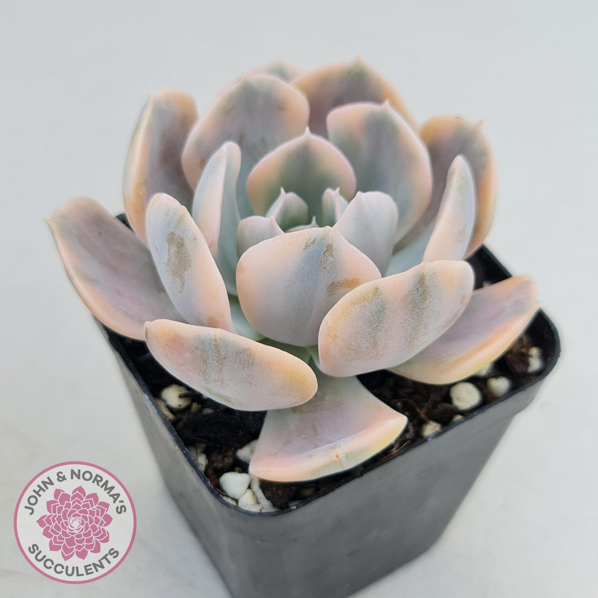 Echeveria Runyonii Variegated