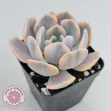 Load image into Gallery viewer, Echeveria Runyonii Variegated - John &amp; Norma&#39;s Succulents
