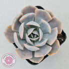 Echeveria Runyonii Variegated
