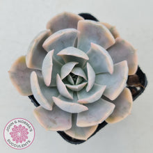 Load image into Gallery viewer, Echeveria Runyonii Variegated - John &amp; Norma&#39;s Succulents
