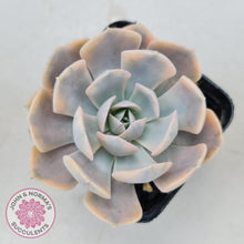 Load image into Gallery viewer, Echeveria Runyonii Variegated - John &amp; Norma&#39;s Succulents
