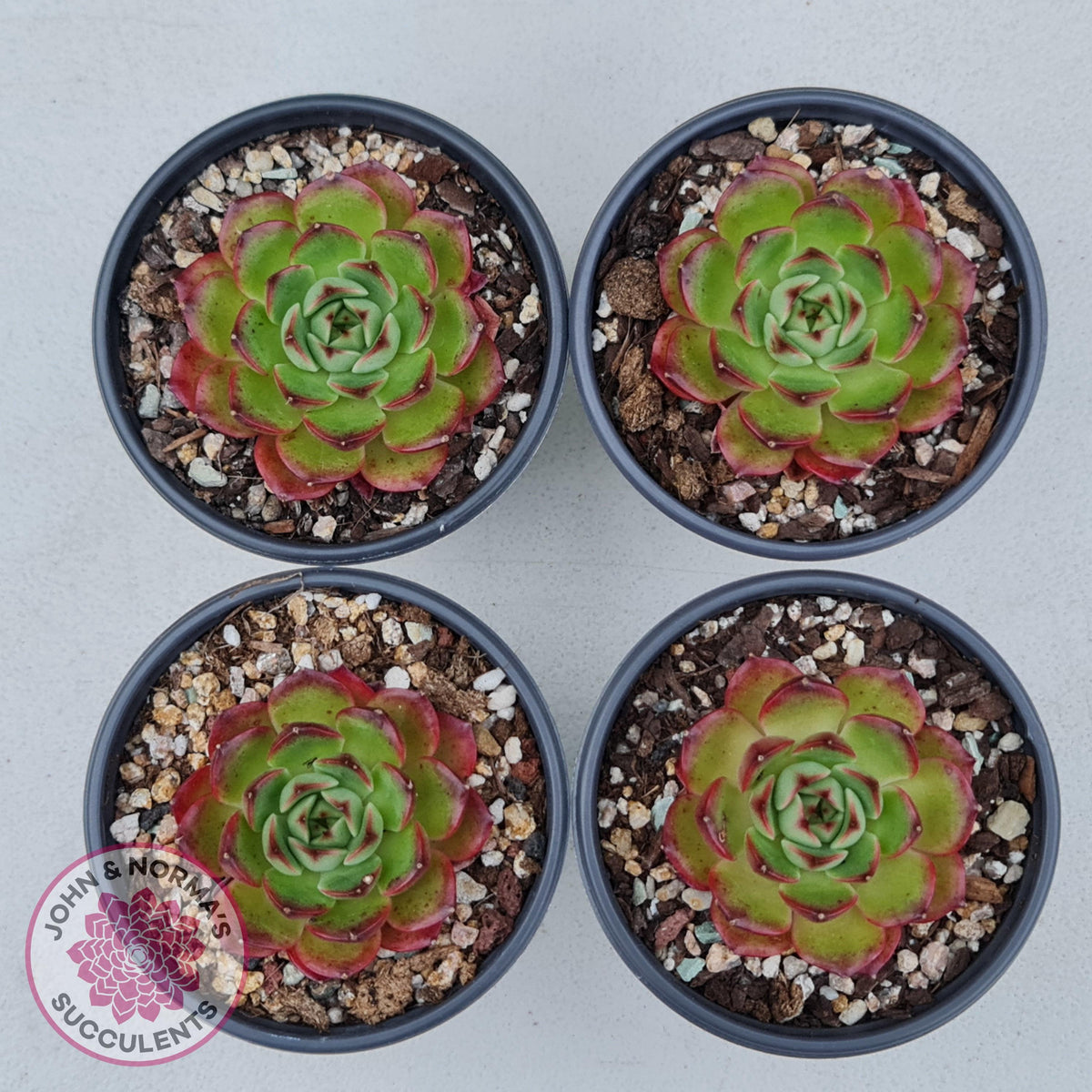 Echeveria Agavoides Sakura