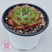 Load image into Gallery viewer, Echeveria Agavoides Sakura - John &amp; Norma&#39;s Succulents
