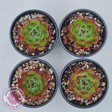 Load image into Gallery viewer, Echeveria Agavoides Sakura - John &amp; Norma&#39;s Succulents
