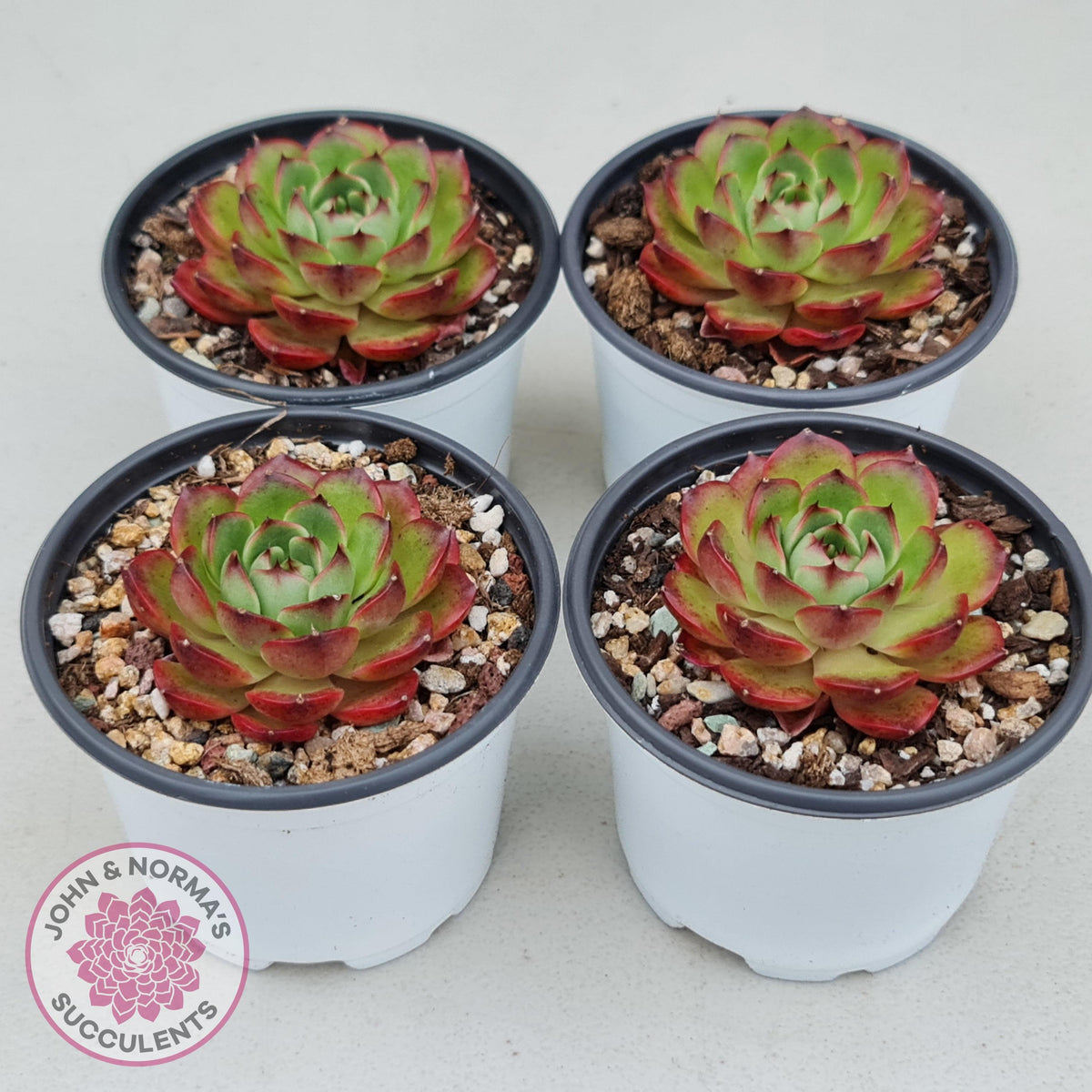 Echeveria Agavoides Sakura