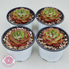 Load image into Gallery viewer, Echeveria Agavoides Sakura - John &amp; Norma&#39;s Succulents
