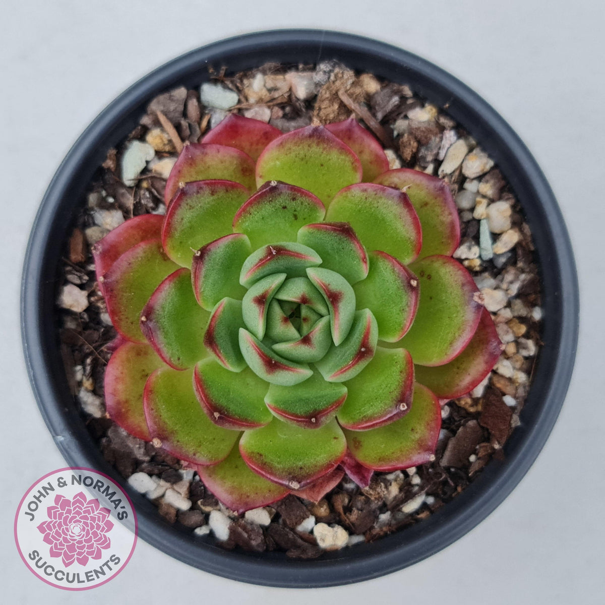 Echeveria Agavoides Sakura