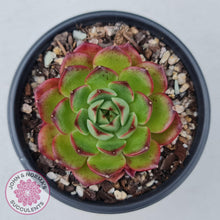 Load image into Gallery viewer, Echeveria Agavoides Sakura - John &amp; Norma&#39;s Succulents
