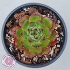 Echeveria Agavoides Sakura