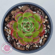 Load image into Gallery viewer, Echeveria Agavoides Sakura - John &amp; Norma&#39;s Succulents
