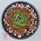 Echeveria Agavoides Sakura