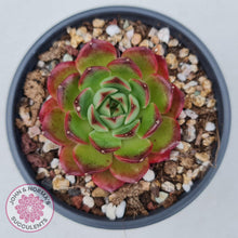 Load image into Gallery viewer, Echeveria Agavoides Sakura - John &amp; Norma&#39;s Succulents
