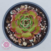 Load image into Gallery viewer, Echeveria Agavoides Sakura - John &amp; Norma&#39;s Succulents
