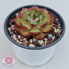 Echeveria Agavoides Sakura