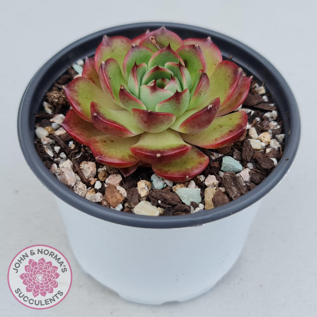 Echeveria Agavoides Sakura
