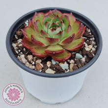 Load image into Gallery viewer, Echeveria Agavoides Sakura - John &amp; Norma&#39;s Succulents
