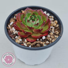 Load image into Gallery viewer, Echeveria Agavoides Sakura - John &amp; Norma&#39;s Succulents
