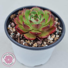 Load image into Gallery viewer, Echeveria Agavoides Sakura - John &amp; Norma&#39;s Succulents
