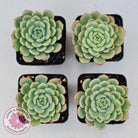 Echeveria 'Salmon'