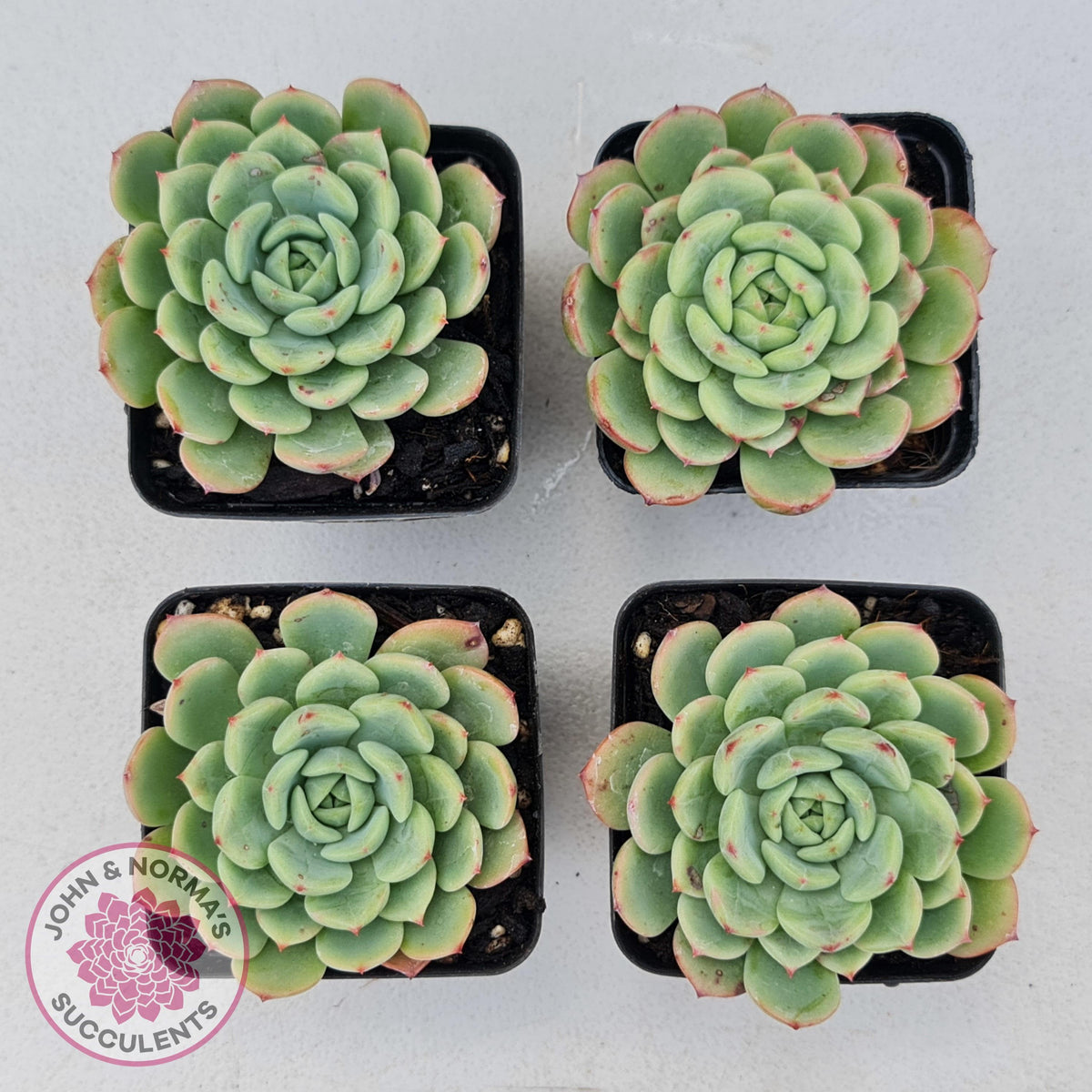 Echeveria 'Salmon'