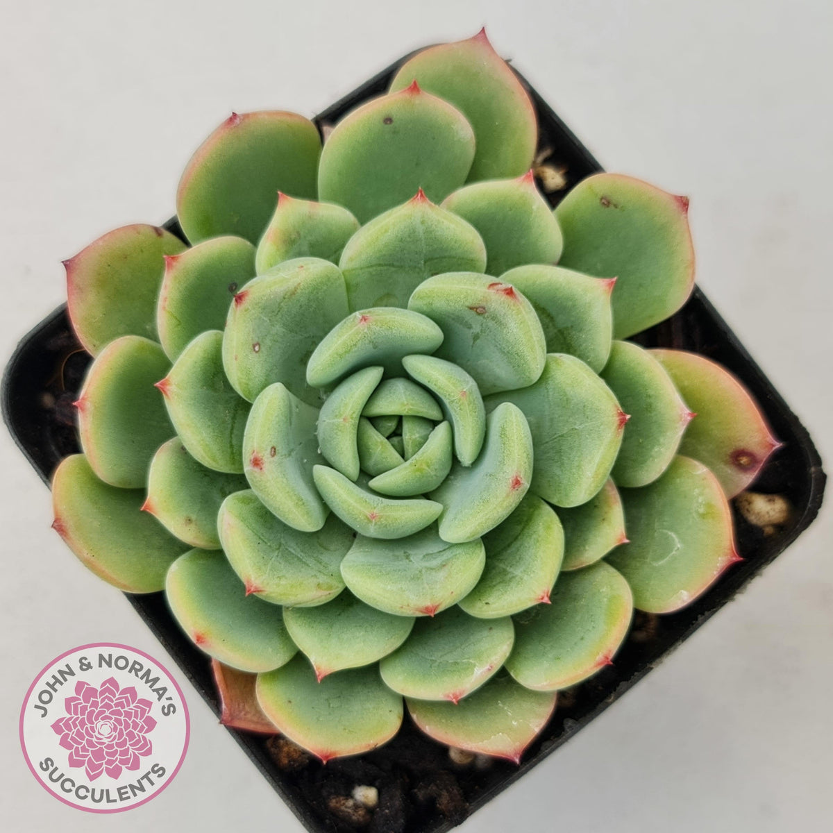 Echeveria 'Salmon'