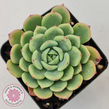 Load image into Gallery viewer, Echeveria Salmon - John &amp; Norma&#39;s Succulents
