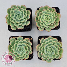 Load image into Gallery viewer, Echeveria Salmon - John &amp; Norma&#39;s Succulents
