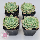 Echeveria 'Salmon'