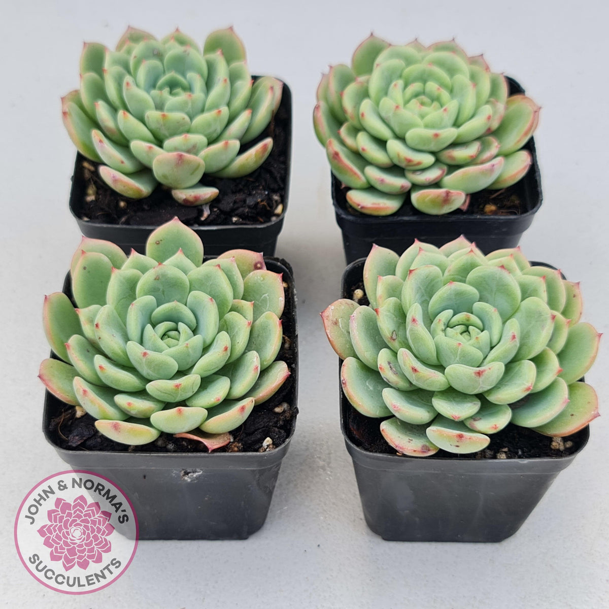 Echeveria 'Salmon'