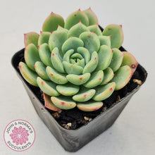 Load image into Gallery viewer, Echeveria Salmon - John &amp; Norma&#39;s Succulents
