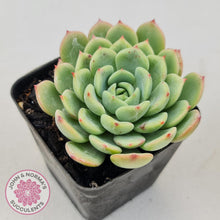 Load image into Gallery viewer, Echeveria Salmon - John &amp; Norma&#39;s Succulents
