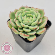 Load image into Gallery viewer, Echeveria Salmon - John &amp; Norma&#39;s Succulents
