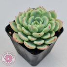 Echeveria 'Salmon'