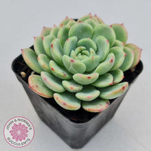 Load image into Gallery viewer, Echeveria Salmon - John &amp; Norma&#39;s Succulents
