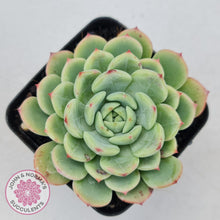 Load image into Gallery viewer, Echeveria Salmon - John &amp; Norma&#39;s Succulents
