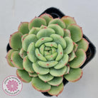 Echeveria 'Salmon'