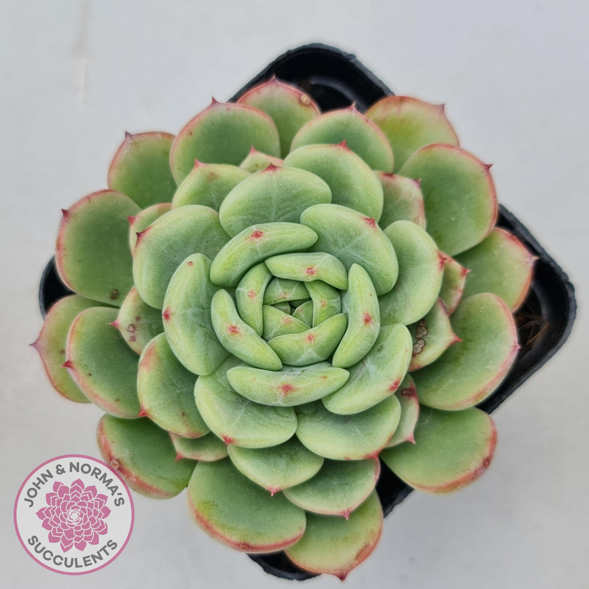 Echeveria 'Salmon'