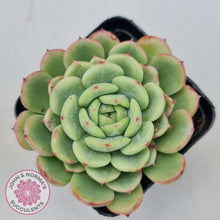 Load image into Gallery viewer, Echeveria Salmon - John &amp; Norma&#39;s Succulents
