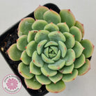 Echeveria 'Salmon'