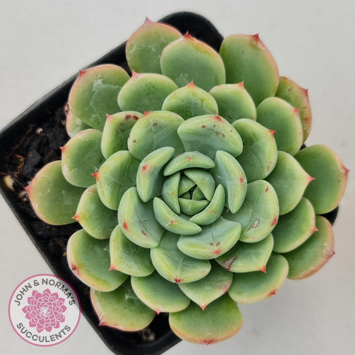 Echeveria 'Salmon'