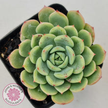 Load image into Gallery viewer, Echeveria Salmon - John &amp; Norma&#39;s Succulents
