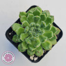 Echeveria setosa 'Glitters' (multi)