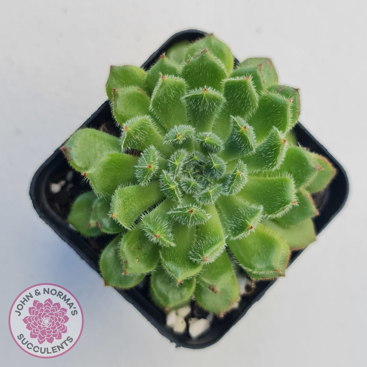Echeveria setosa 'Glitters' (multi)