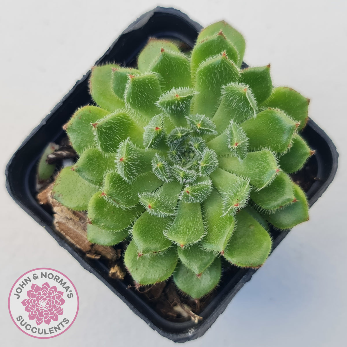 Echeveria setosa 'Glitters' (multi)
