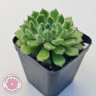 Echeveria setosa 'Glitters' (multi)
