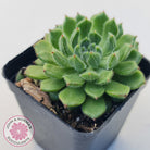 Echeveria setosa 'Glitters' (multi)