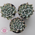 Echeveria Shanghai Lady