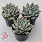 Echeveria Shanghai Lady