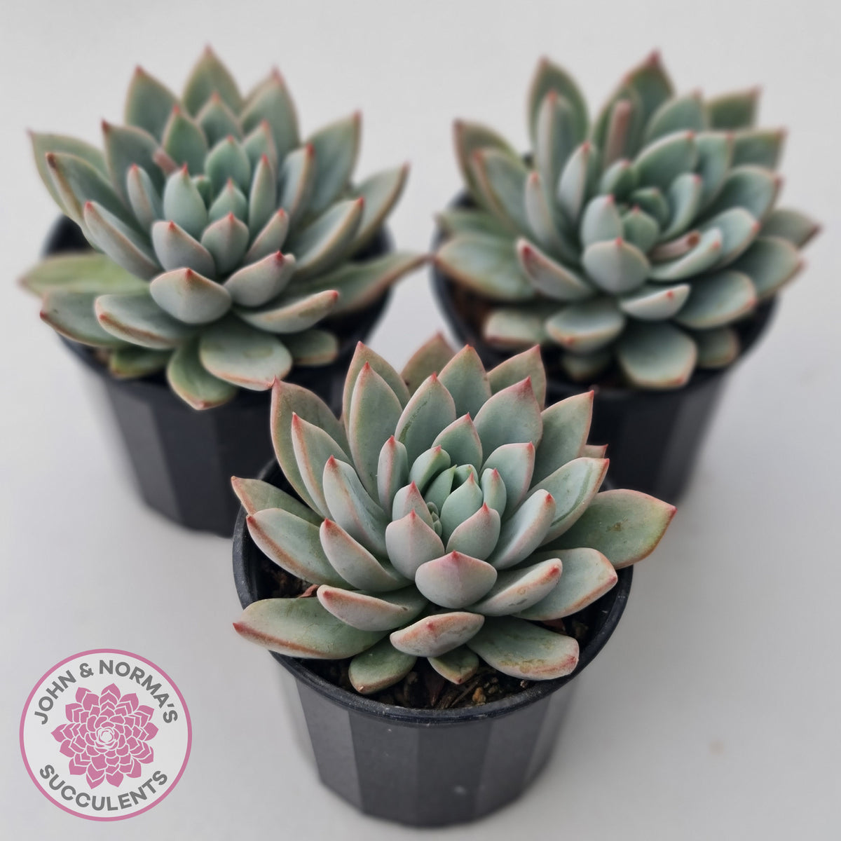 Echeveria Shanghai Lady