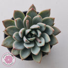 Echeveria Shanghai Lady